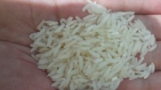  غلات | برنج هاشمی طارم