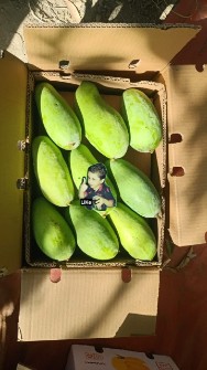  میوه | انبه انبه پاکستانی