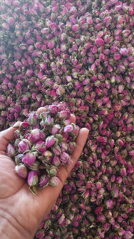  خشکبار | میوه خشک غنچه گل محمدی درجه 1 لایزنگان فارس - محصول 1403