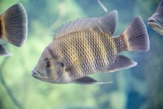  مواد پروتئینی | ماهی بچه ماهی تیلاپیا