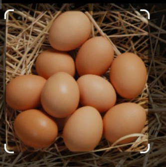  مواد پروتئینی | تخم مرغ بومی
