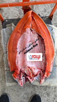  مواد پروتئینی | ماهی سالمون صادراتی