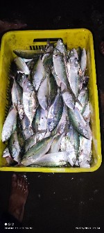  مواد پروتئینی | ماهی طلال