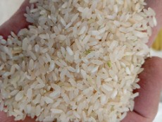  غلات | برنج برنج کامفیروز