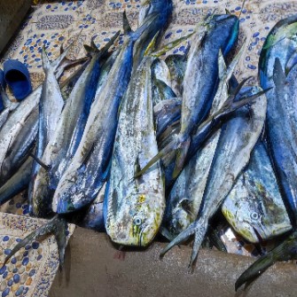  مواد پروتئینی | ماهی ماهی سید روز دریا
