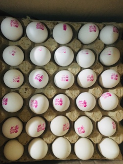  مواد پروتئینی | تخم مرغ تخم مرغ کارتن 10/5 کیلو