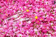  نوشیدنی | گلاب عرقیجات گیاهی و گلاب