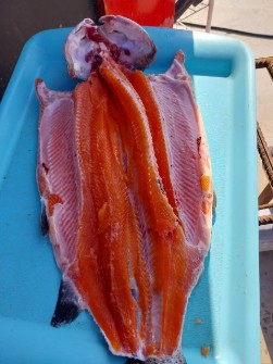  مواد پروتئینی | ماهی قزل آلاسالمون