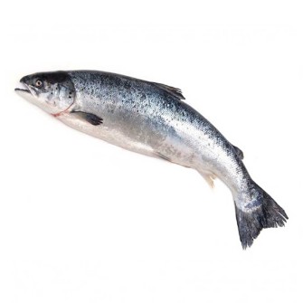  مواد پروتئینی | ماهی قزل آلا