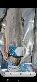  مواد پروتئینی | ماهی سالمون دریای خزر ارگانیک