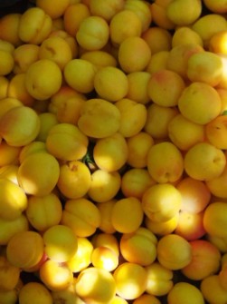  میوه | زردآلو زردآلو