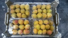  میوه | زردآلو زردالو صادراتی