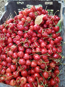  میوه | گیلاس تک دانه قرمز وبا کیفیت