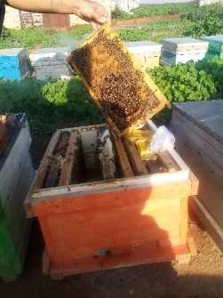  دامپروری | عسل عسل طبیعی ونیمه تغذیه