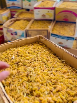  خشکبار | کشمش کشمش طلایی قلمی صادراتی