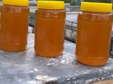  دامپروری | عسل عسل کوه چهل گیاه دارویی و خوراکی