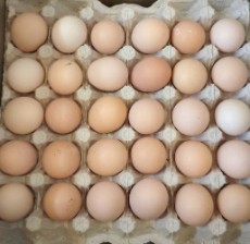  مواد پروتئینی | تخم مرغ تخم مرغ بومی گلپایگانی