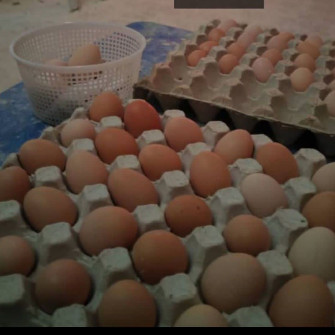  مواد پروتئینی | تخم مرغ تخم مرغ بومی عالی ارگانیک