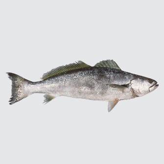  مواد پروتئینی | ماهی ماهی شوریده بزرگ