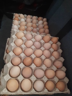  مواد پروتئینی | تخم مرغ تخم‌مرغ محلی