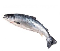  مواد پروتئینی | ماهی قزل الا