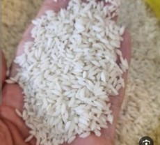  غلات | برنج برنج محلی سوسن