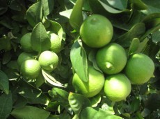  میوه | لیمو ترش لیموترش جهرمی