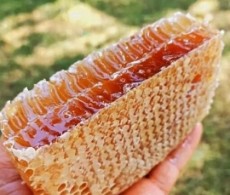  دامپروری | عسل عسل طبیعی کوهی موم و ریال