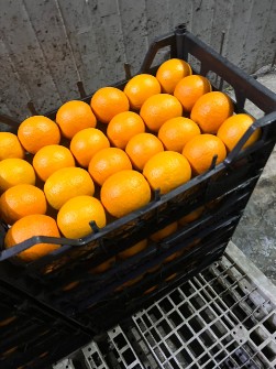  میوه | پرتقال پرتقال والنسیا