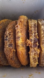  دامپروری | عسل عسل گون، چهل گیاه، آویشن و ماهور