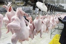  مواد پروتئینی | گوشت مرغ کشتار روز