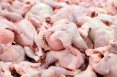  مواد پروتئینی | گوشت قطعه بندی مرغ گرم