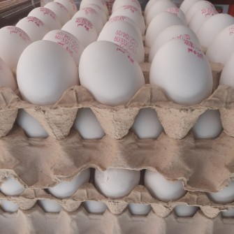  مواد پروتئینی | تخم مرغ تخم مرغ اعلا