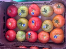  صیفی | گوجه گوجه زمینی و گلخانه بذر 4129 بروبیا سانسید متین 8320