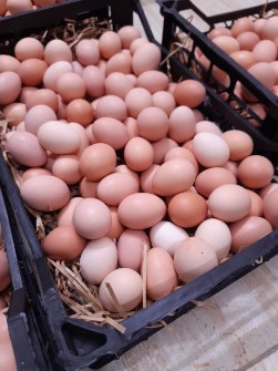  مواد پروتئینی | تخم مرغ ارین، راس ،کاب و..