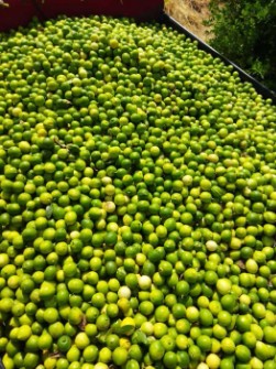  میوه | لیمو ترش محلی