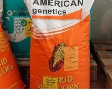  بذر و نهال | بذر بذر ذرت امریکن ژنتیک
