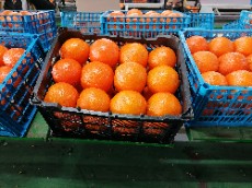  میوه | پرتقال تامسون صادراتی، 12 تایی، 300 گرم به بالا