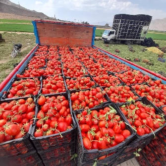  بذر و نهال |  بذر گوجه فرنگی آوش