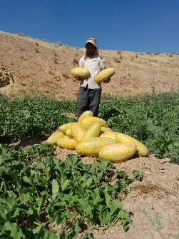  صیفی | خربزه مهشدی