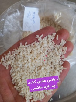  غلات |  برنج سرلاشه عطری کشت دوم