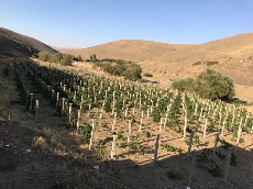  میوه |  رشه سردشت