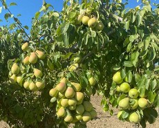  بذر و نهال |  انواع نهال