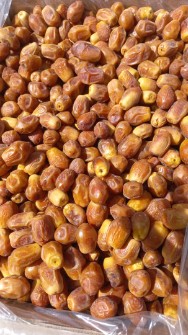  میوه | خرما خرما زاهدی شیراز