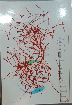  ادویه | زعفران زعفران نگین اول فصلی درشت اکسترا
