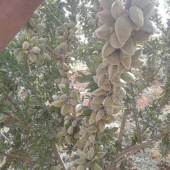  بذر و نهال | نهال بادام‌دیر‌گل‌اذر