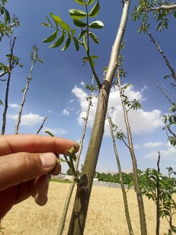  بذر و نهال | گل و گیاه اقاقیا