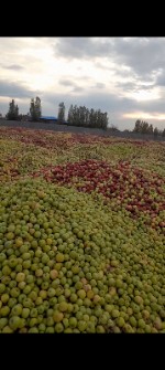  کنسانتره و کنسرو | کنسانتره سیب