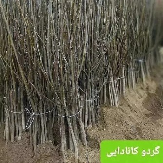  بذر و نهال | نهال نهال گردوکوپه‌ای‌کانادایی