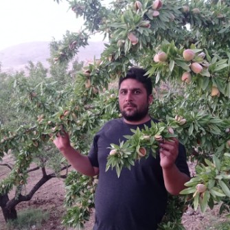  بذر و نهال |  نهال گردو بادام گیلاس الو